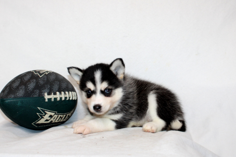 puppy, for, sale, Pomsky, Matthew B. Stoltzfus, dog, breeder, Gap, PA, dog-breeder, puppy-for-sale, forsale, nearby, find, puppyfind, locator, puppylocator, aca